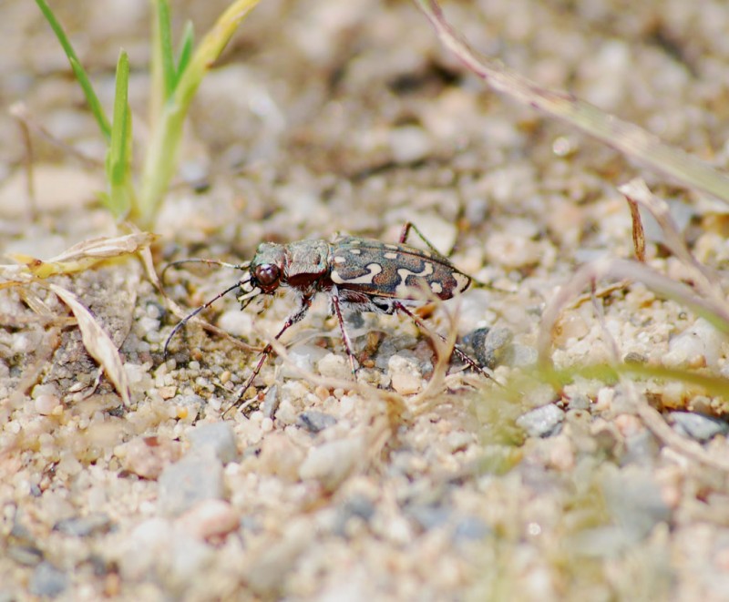 Lophyra (Lophyra) flexuosa